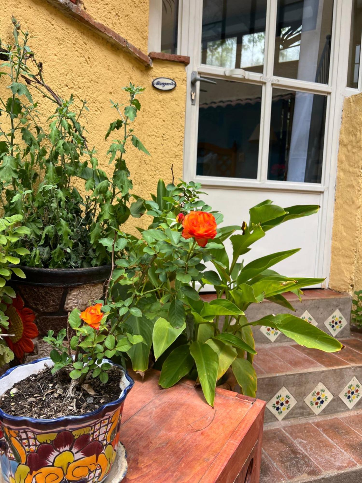 Boutique Hotel Casa Camellia San Miguel de Allende Dış mekan fotoğraf
